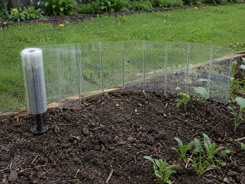 Plucky plant protector installed around a young garden plant